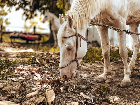 A white horse grazes beneath the trees.