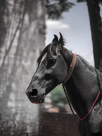 A dark horse in the shade, seen in black and white.