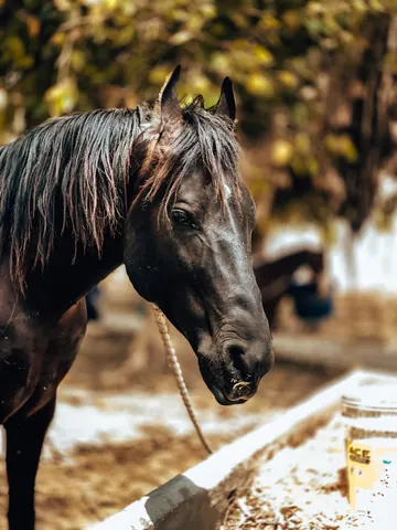 A dark horse pauses in dappled light.