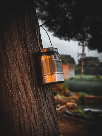 A metal container hangs from a tree in the afternoon light.