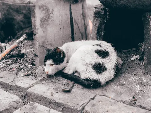A curled-up cat finds a quiet corner.